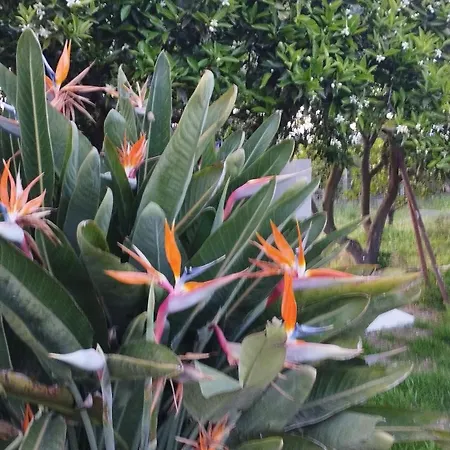 S'ortali Garden Summer House Nel Verde Della Campagna A Due Passi Dal Centro Дом отдыха Тортоли
